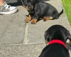 Dachshund (Smooth Haired)