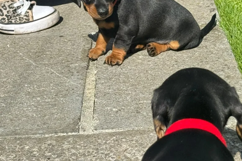 Dachshund (Smooth Haired)