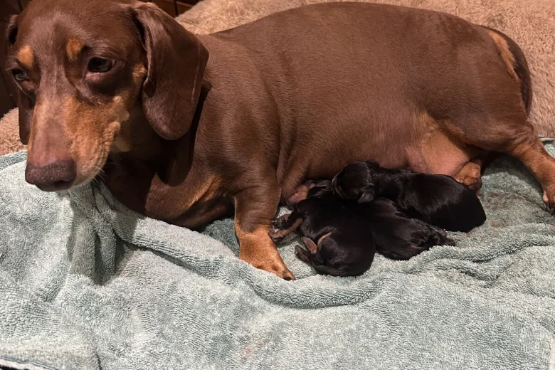 Dachshund (Smooth Haired)
