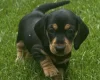 Dachshund (Smooth Haired)