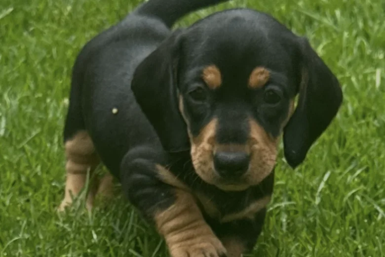 Dachshund (Smooth Haired)