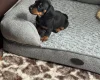 Dachshund (Smooth Haired)