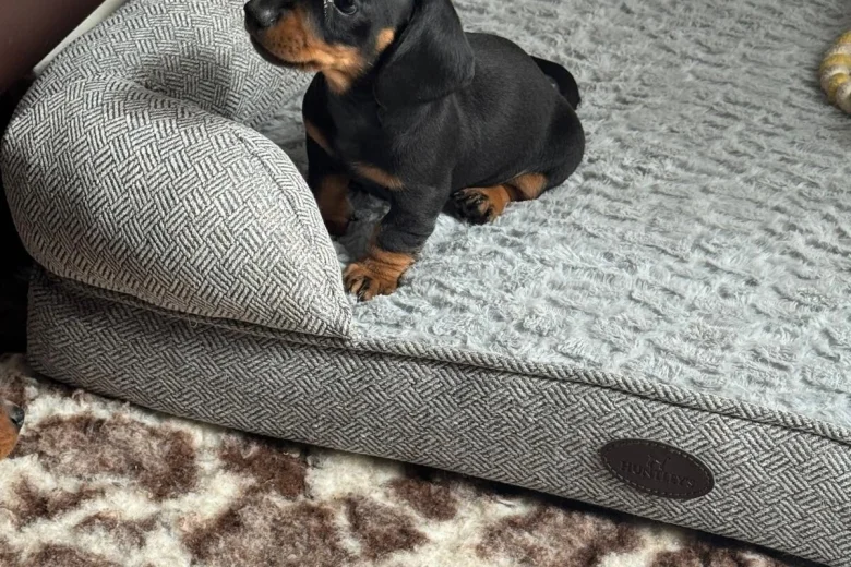 Dachshund (Smooth Haired)