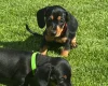 Dachshund (Smooth Haired)
