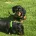 Dachshund (Smooth Haired)