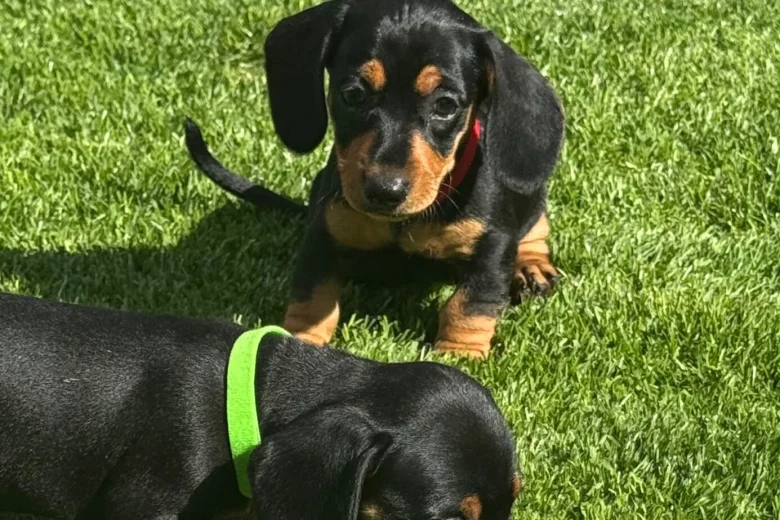 Dachshund (Smooth Haired)