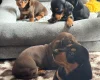 Dachshund (Smooth Haired)