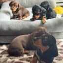 Dachshund (Smooth Haired)