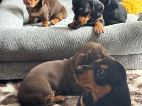 Dachshund (Smooth Haired)