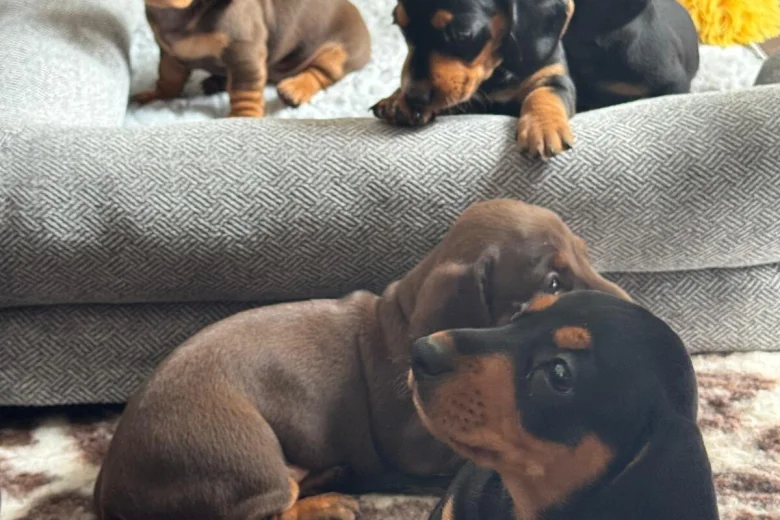 Dachshund (Smooth Haired)