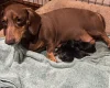 Dachshund (Smooth Haired)