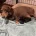 Dachshund (Smooth Haired)