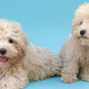 Maltipoo