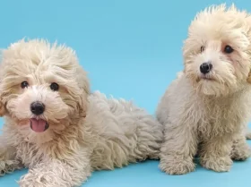 Maltipoo
