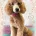 Maltipoo