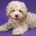 Maltipoo