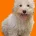 Maltipoo