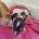 Jack Russell