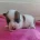 Jack Russell
