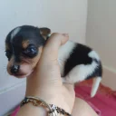Jack Russell