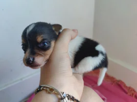 Jack Russell