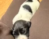 English Springer Spaniel