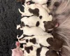 English Springer Spaniel