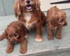 Cavapoo