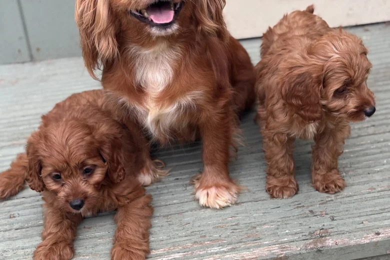 Cavapoo