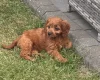 Cavapoo