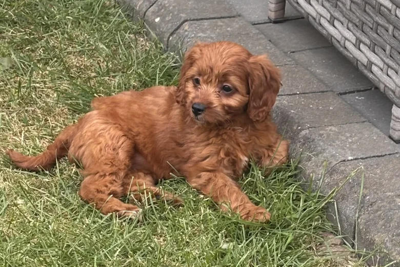 Cavapoo