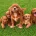 Cavapoo