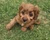 Cavapoo