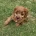 Cavapoo