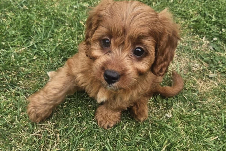 Cavapoo