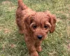Cavapoo