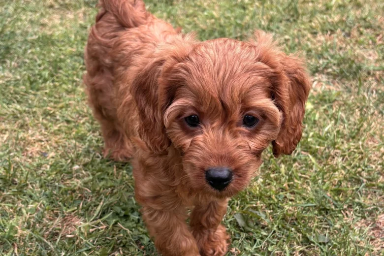 Cavapoo