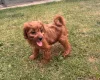Cavapoo