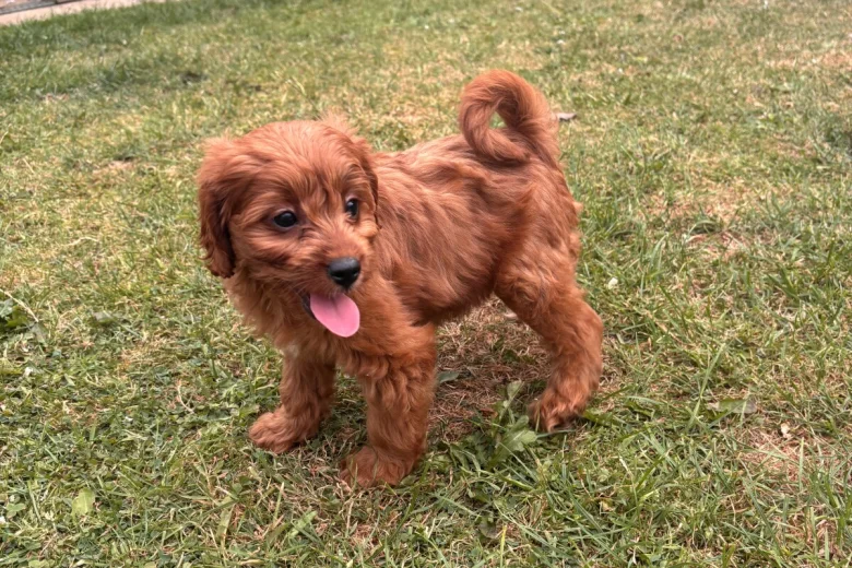 Cavapoo