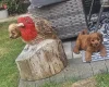 Cavapoo