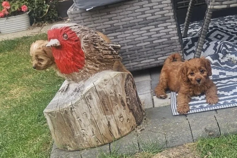 Cavapoo