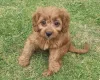 Cavapoo