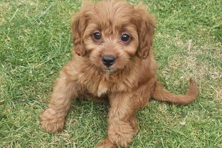 Cavapoo