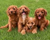 Cavapoo