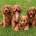 Cavapoo