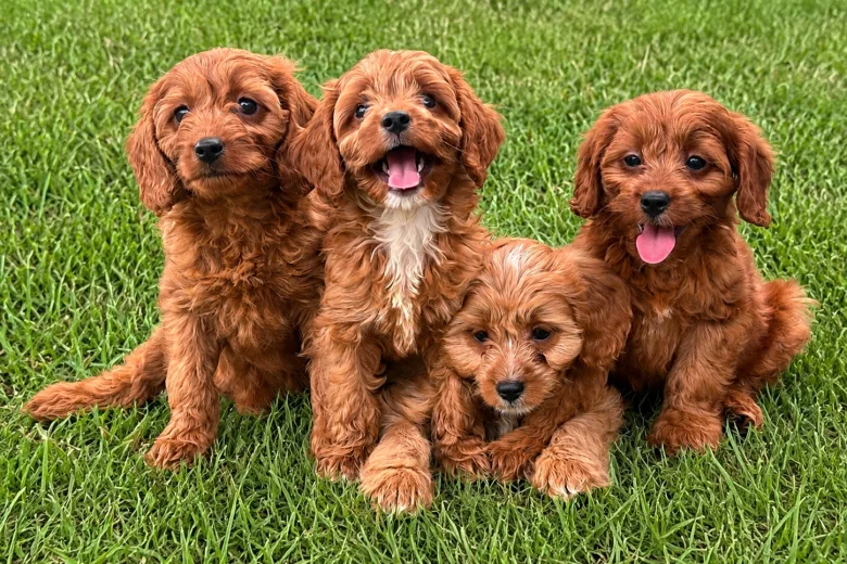 Cavapoo