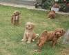 Cavapoo