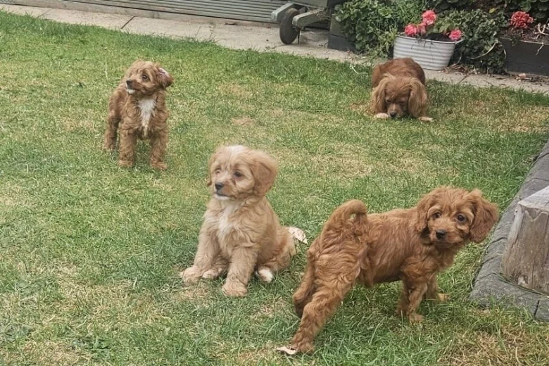 Cavapoo