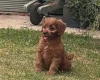Cavapoo