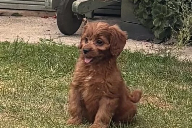 Cavapoo